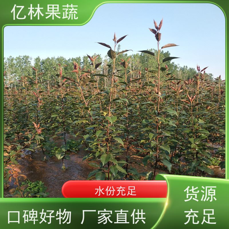 基地供应 红早酥梨树苗 果实饱满味道好 新品种梨苗 香甜可口