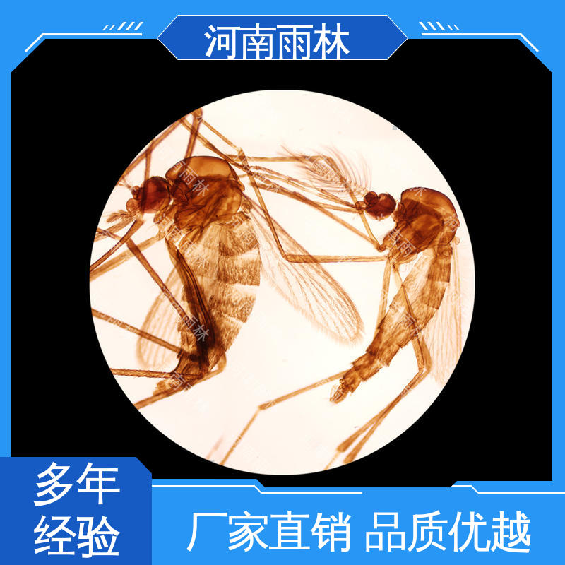 雨林教育工程 厂家销售 教学切片 颜色鲜亮 质量优