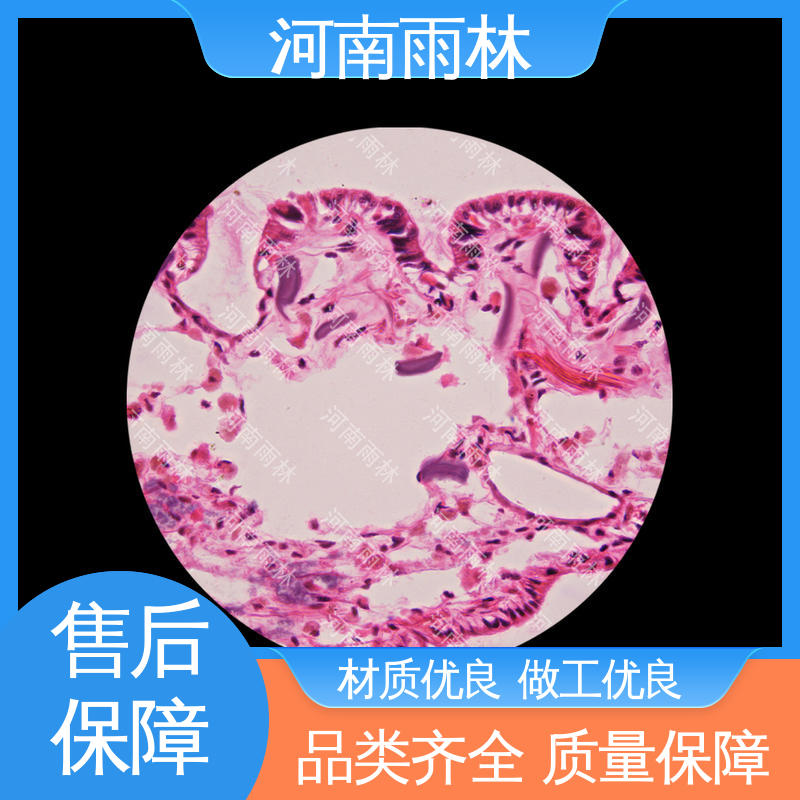 性价比高 教学切片 一对一质检 厂家销售 雨林教育