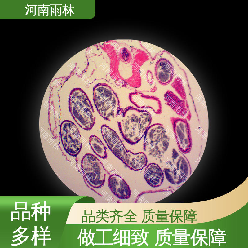 支持定制 性价比高 质量保障 植物切片 雨林教育