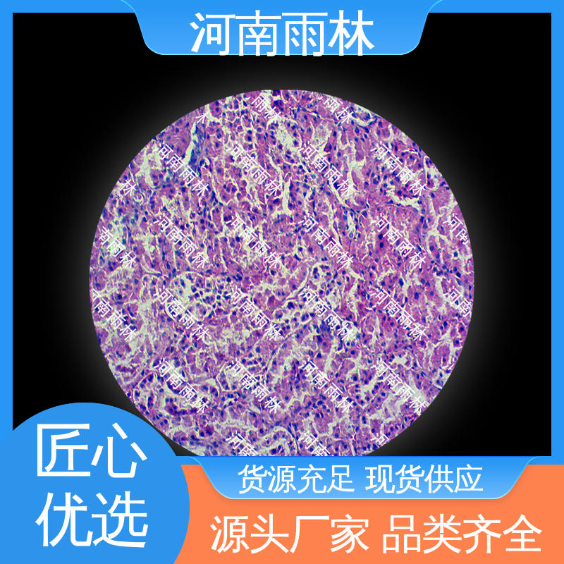 雨林 实验标本 可后期加工 细胞清晰 个性化定做