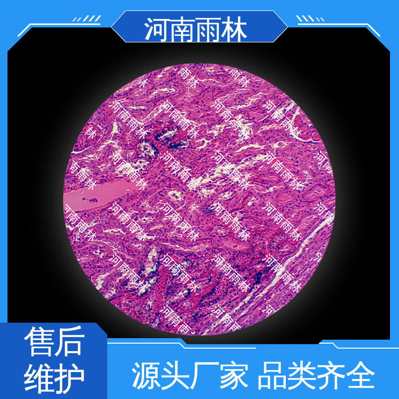 支持定制 生物切片 可后期加工 品质优良 雨林教育