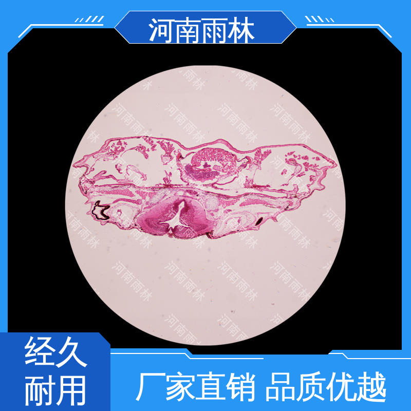 雨林教育 个性化定做 性价比高 实验标本 一对一质检