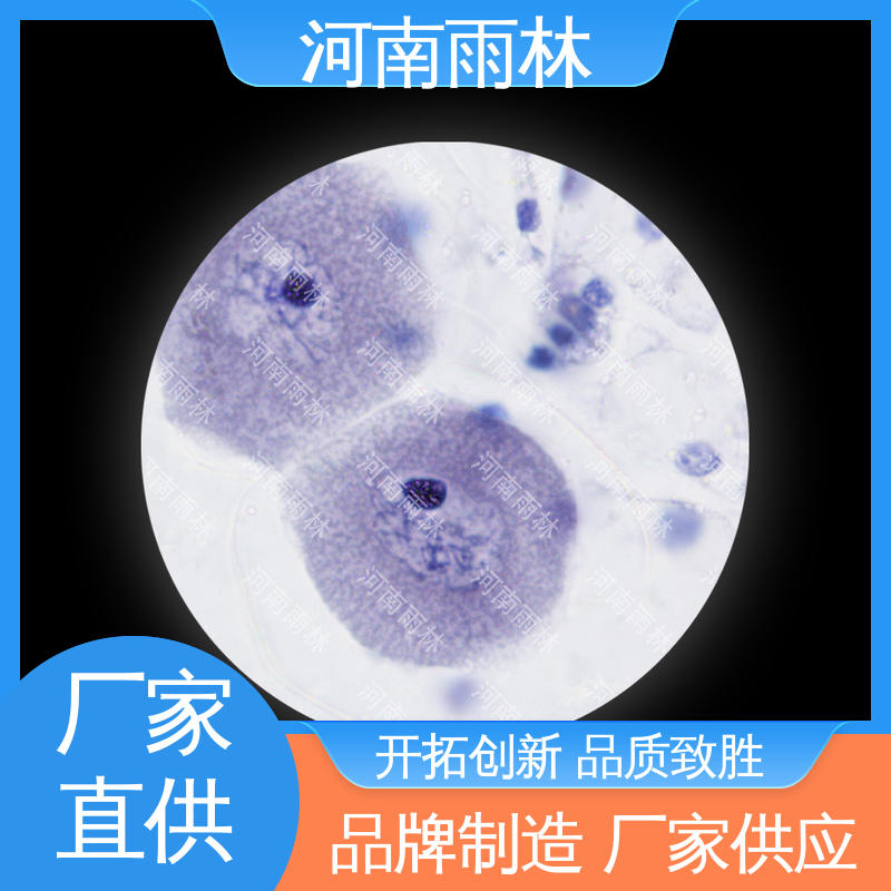 雨林教育 性价比高 厂家销售 显微切片 品质优良