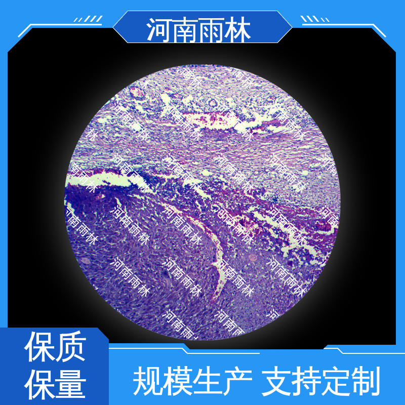 实验切片 品质优良 可后期加工 源头工厂 雨林教育工程
