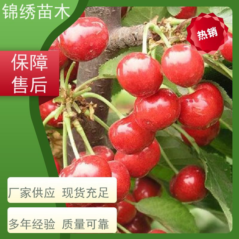 矮化吉塞拉樱桃树苗 嫁接俄罗斯八号樱桃苗批发 成苗提供技术服务