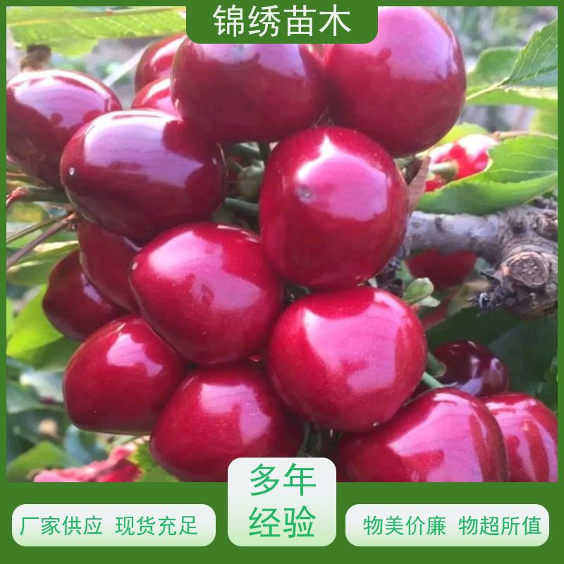 耐寒新品种樱桃苗齐早 矮化樱桃树苗种苗 品种齐全 基地直供 看货挖苗