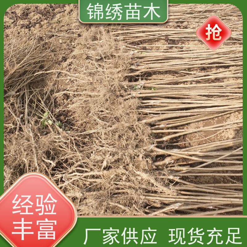 新品种弗里斯克 德樱樱桃苗 组培矮化樱桃树种苗 皮薄肉脆 丰产性好