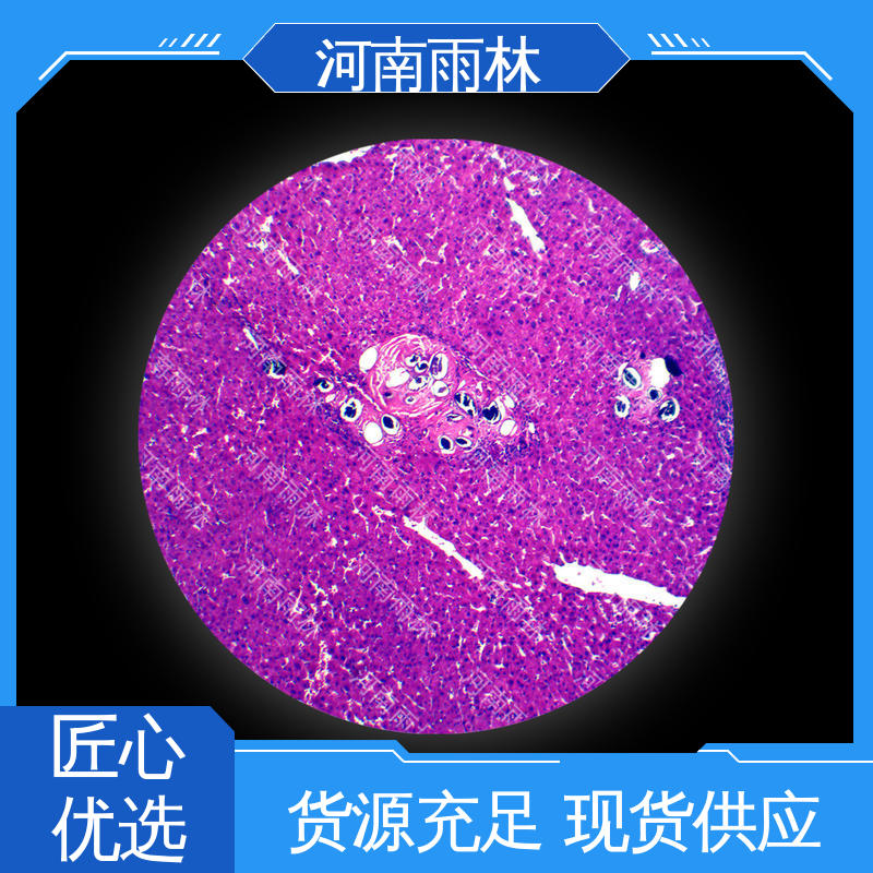 一对一质检 各类标本 可后期加工 支持定制 雨林教育工程