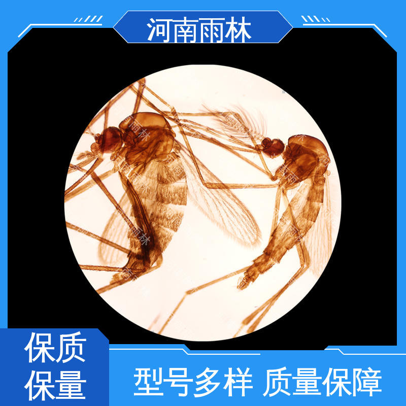 雨林教育 售后无忧 厂家销售 教学切片 品质优良 一对一定制