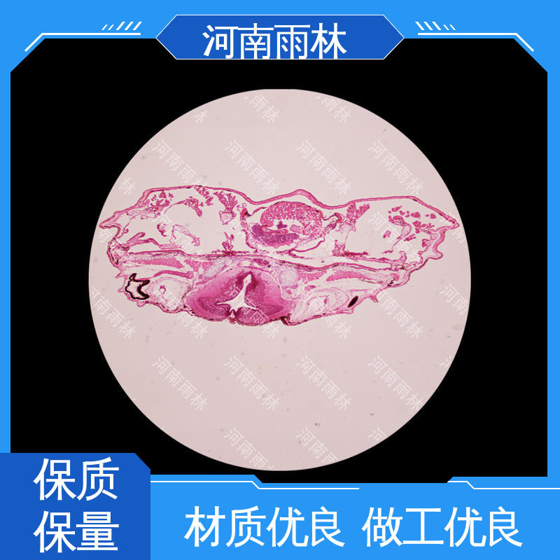 雨林教育 个性化定做 可提供材料 一对一质检 植物切片