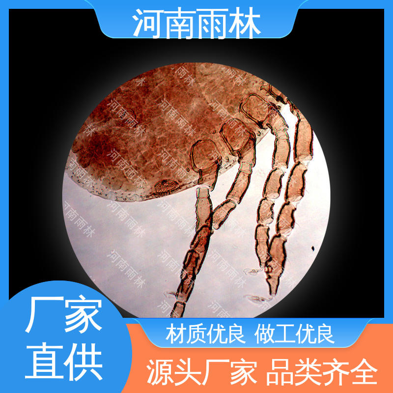 可后期加工 一对一质检 实验切片 支持定制 雨林
