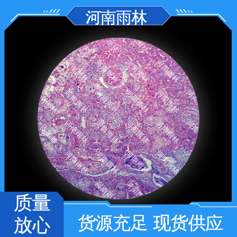 可定制 病害标本 个性化定做 品质优良 雨林教育