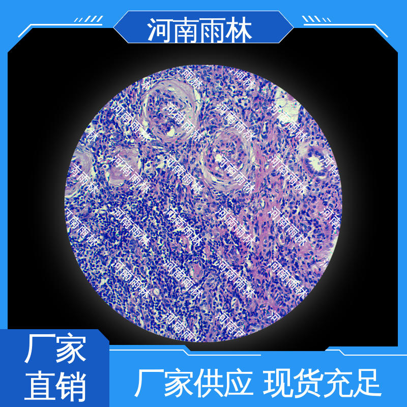 雨林教育工程 支持定制 品质优良 性价比高 显微切片