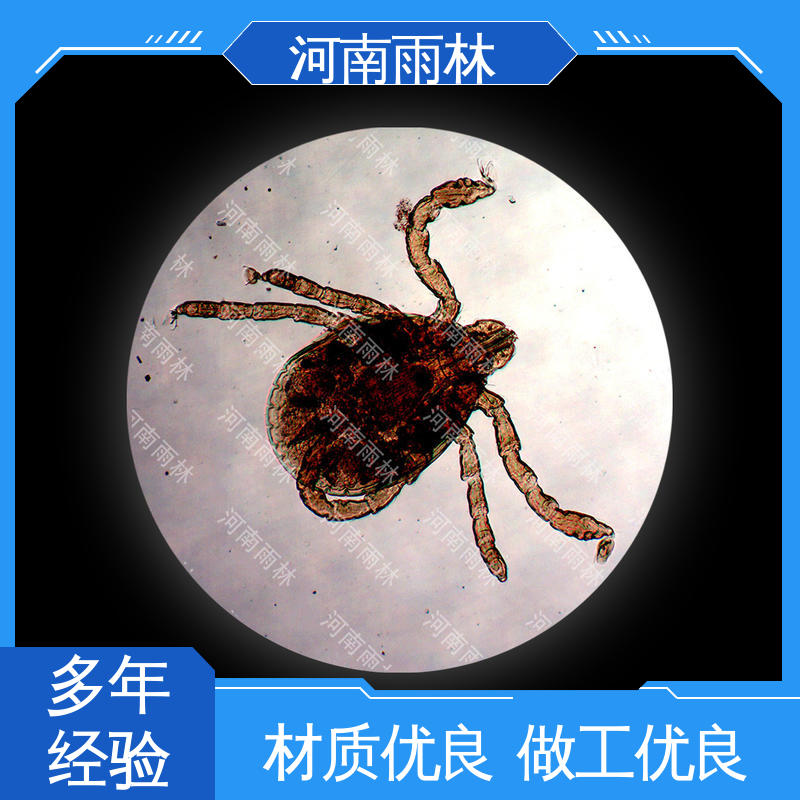 雨林教育 支持定制 病害标本 售后无忧 一对一质检