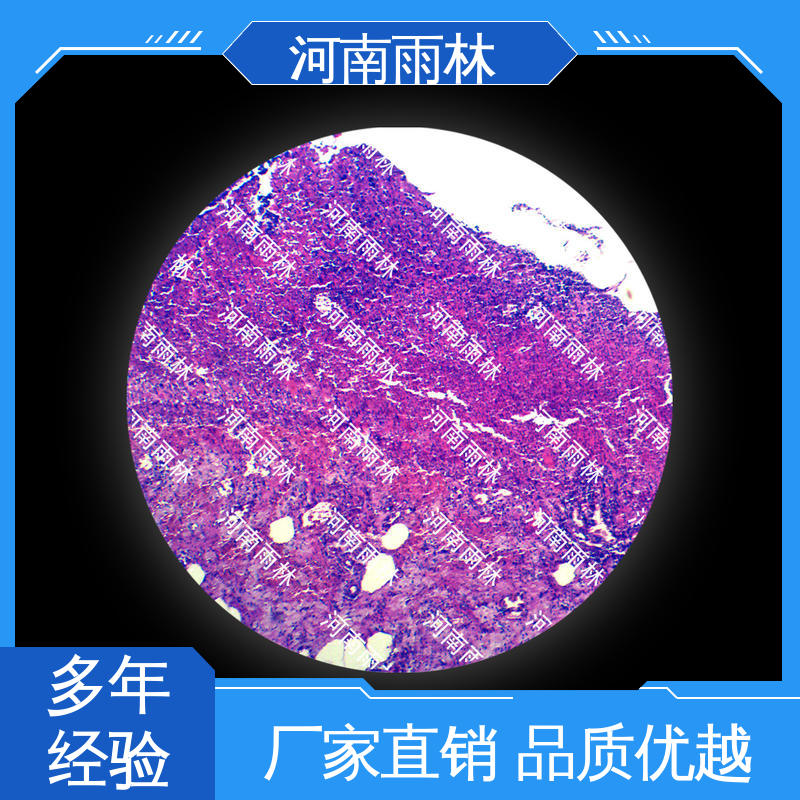 雨林教育工程 颜色鲜亮 个性化定做 可后期加工 植物标本