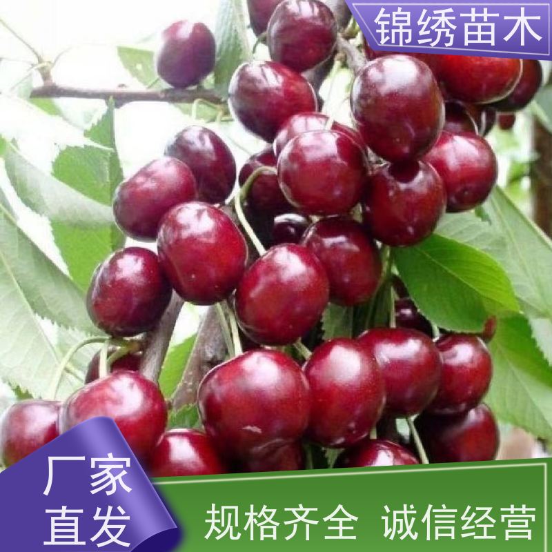 基地批发美早樱桃苗 吉塞拉矮化大樱桃树 辉煌1-5锦绣苗木当年结果