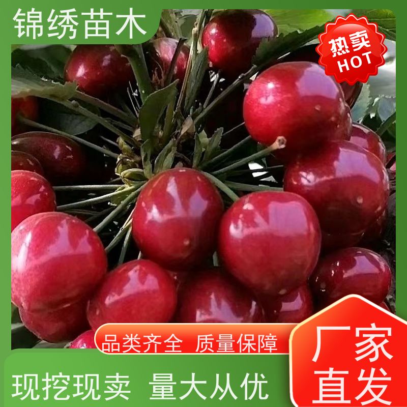 批发俄罗斯8号 布鲁克斯樱桃苗 早熟丰产耐运存 耐暑热耐寒 马哈利砧