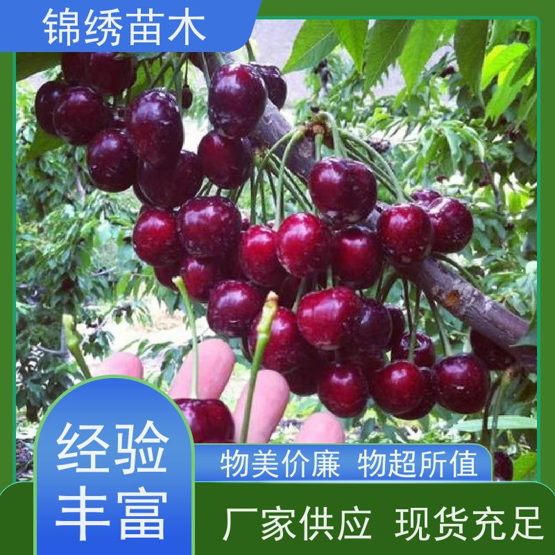 嫁接樱桃树苗 弗里斯克 德樱樱桃苗 栽植矮化地栽苗 南北方当年结果
