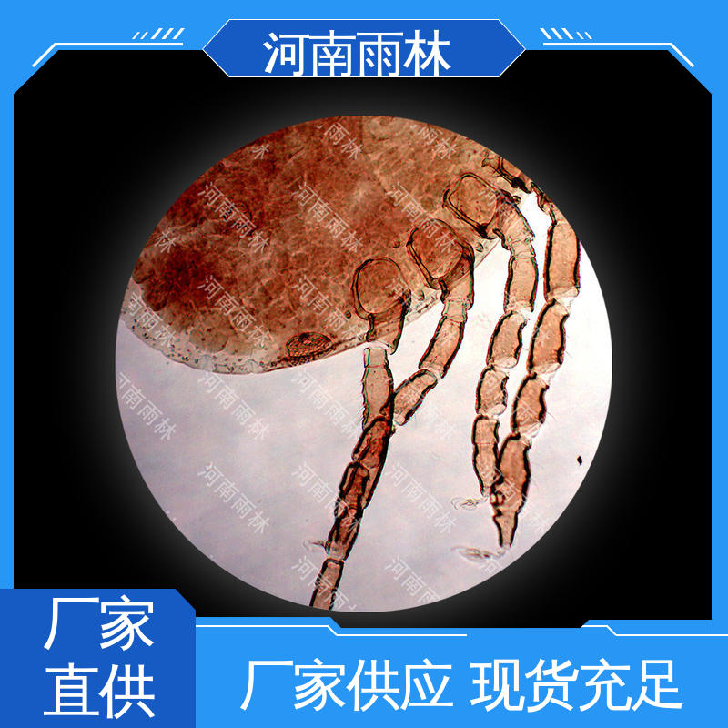雨林教育 教学切片 颜色鲜亮 支持定制 可提供材料