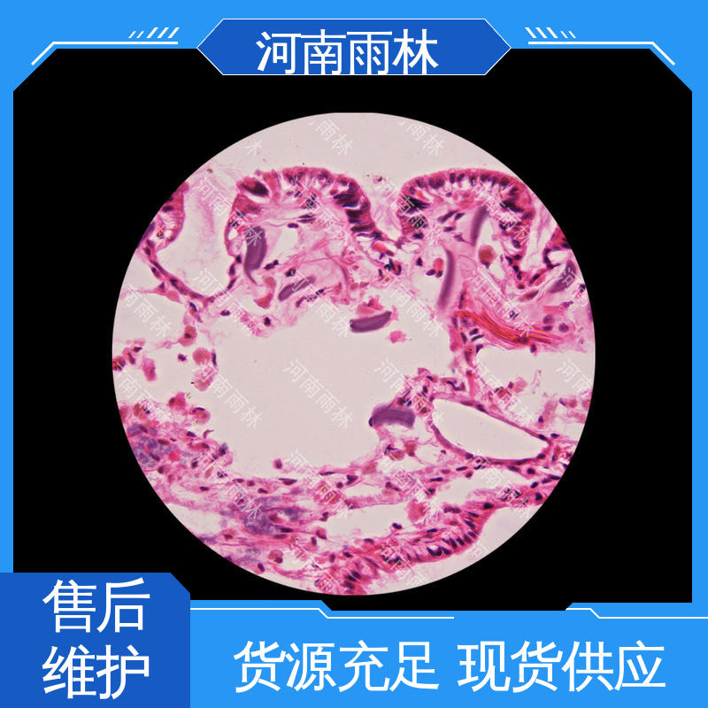 雨林教育工程 植物标本 专业 性价比高 细胞清晰