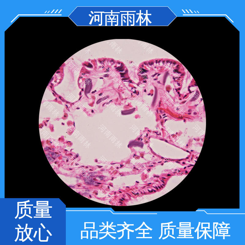 雨林教育 品质优良 售后无忧 生物切片 厂家销售