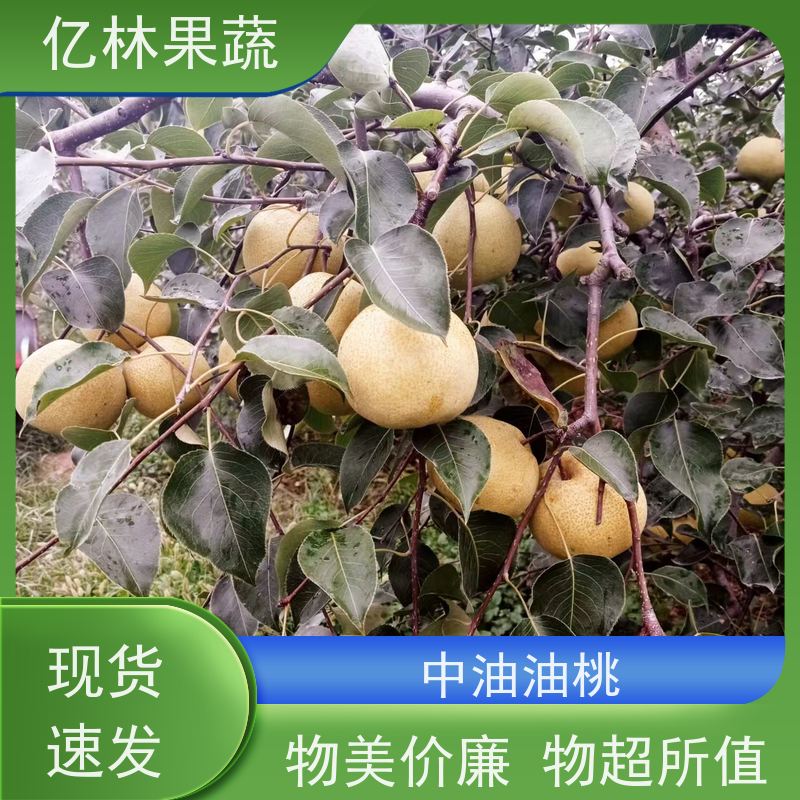 基地供应 黄桃苗 三公分现挖现发 品种齐全 根系饱满成活率高