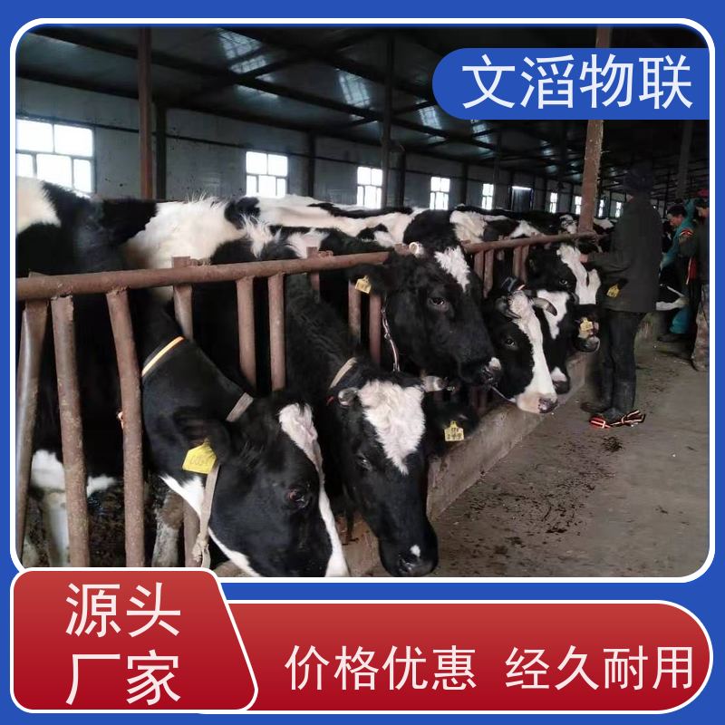 文滔物联 猪B超 牛羊马驴发情监测GPS定位计步器 厂商 