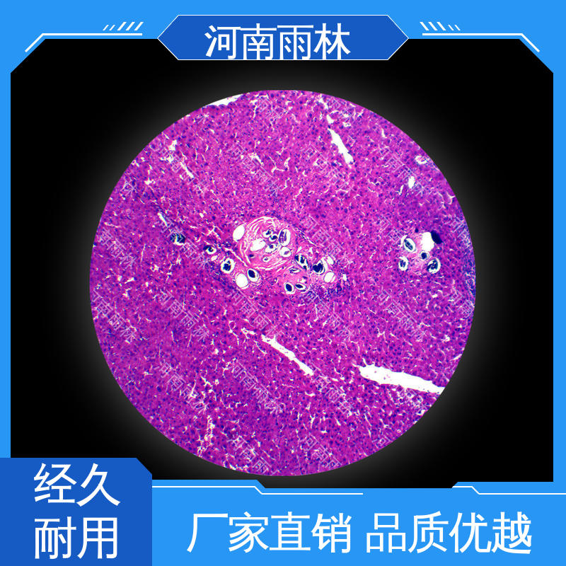 支持定制 性价比高 病害标本 质量保障 雨林教育 一对一