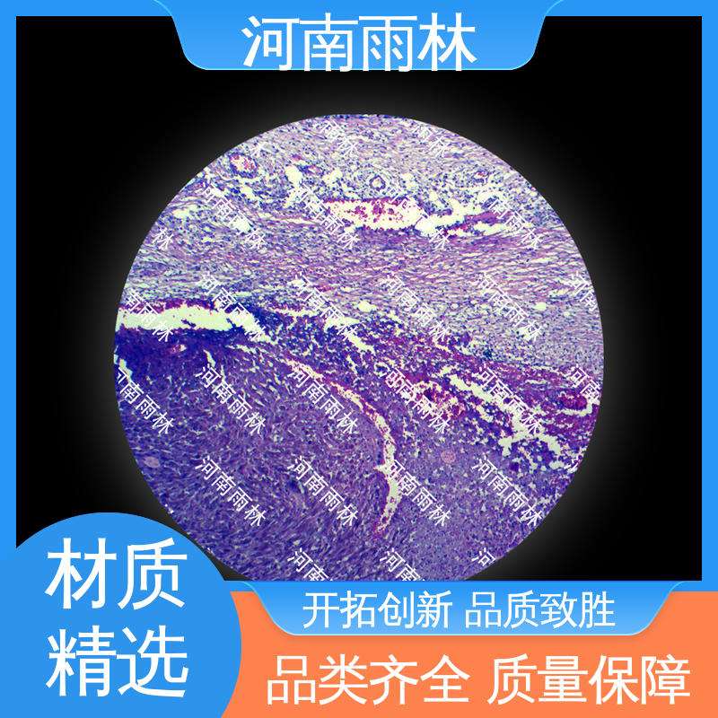 质量优 实验标本 支持定制 颜色鲜亮 雨林教育工程