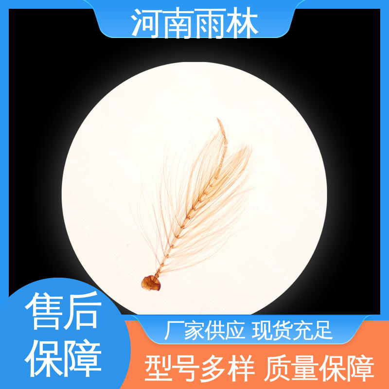 雨林教育工程 支持定制 质量优 植物标本 颜色鲜亮