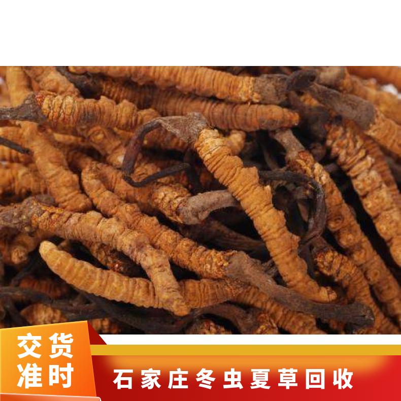 冬虫夏草回收 长期上门收购虫草 茅台 等礼品 散装礼盒装 冷藏