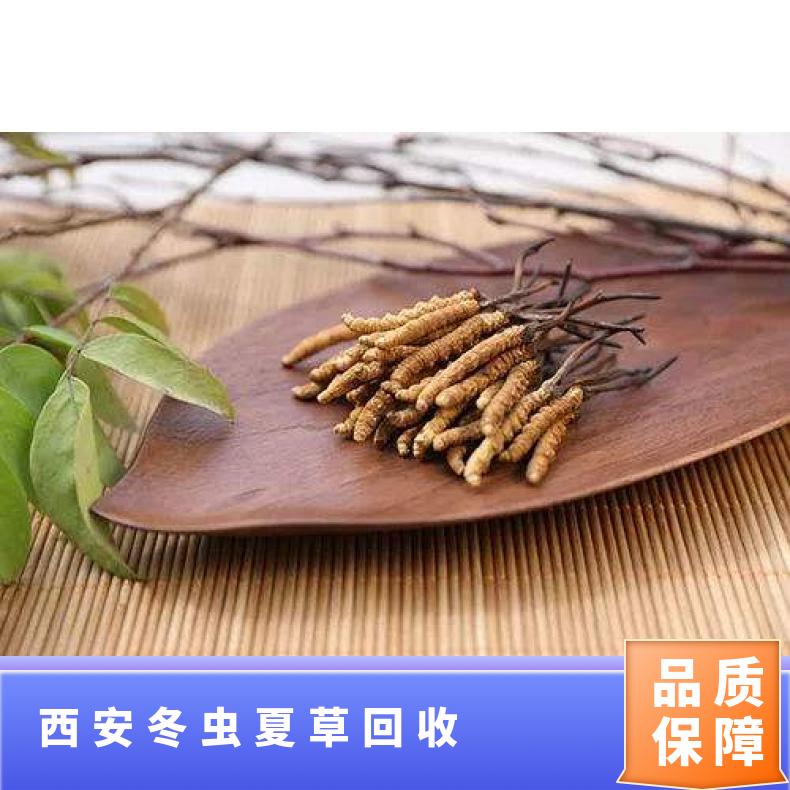 冬虫夏草回收 冷藏 散装礼盒装茅台 洋酒 虫草 棕黄色 炖肉 克