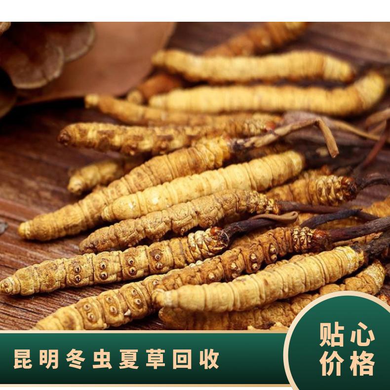 冬虫夏草回收 虫草 洋酒 茅台 棕黄色 炖肉 冷藏 散装礼盒装