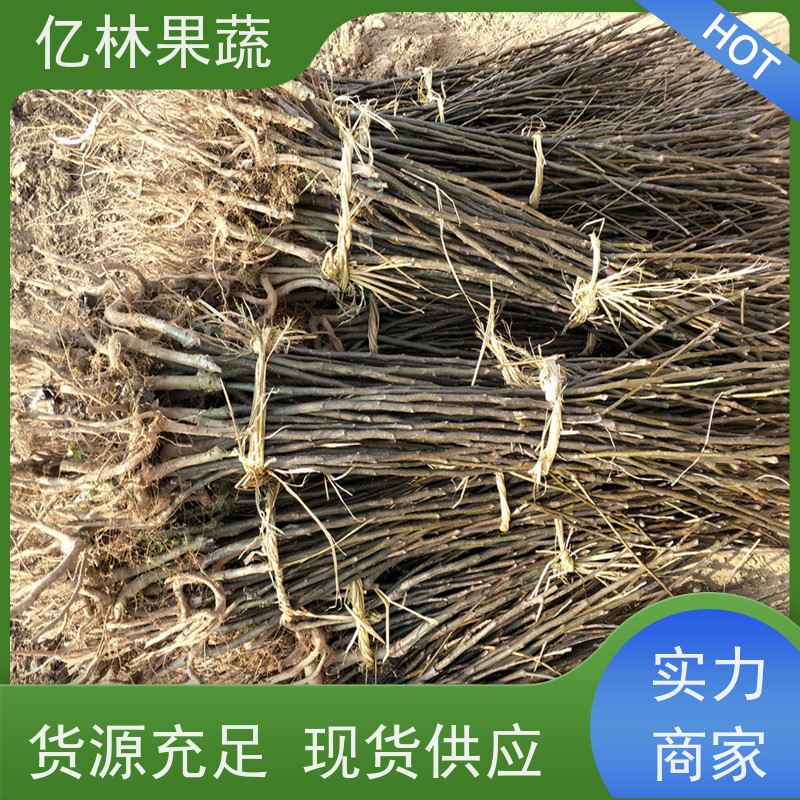 基地培育 油桃苗 现挖现发 口感香甜 果实饱满味道好