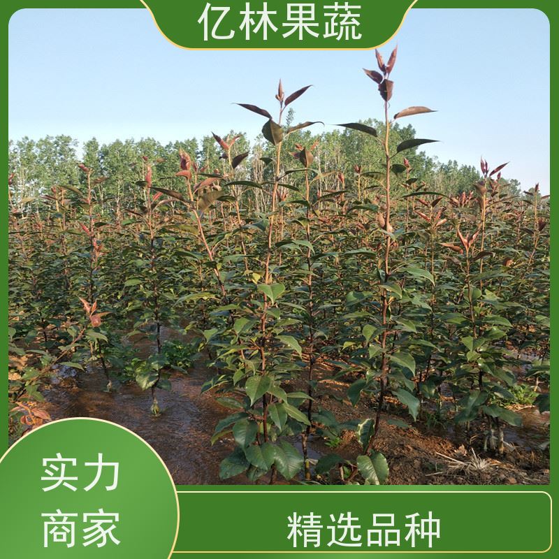 基地供应 秋彤桃 园林绿化果树苗 抗寒能力强 果实饱满味道好