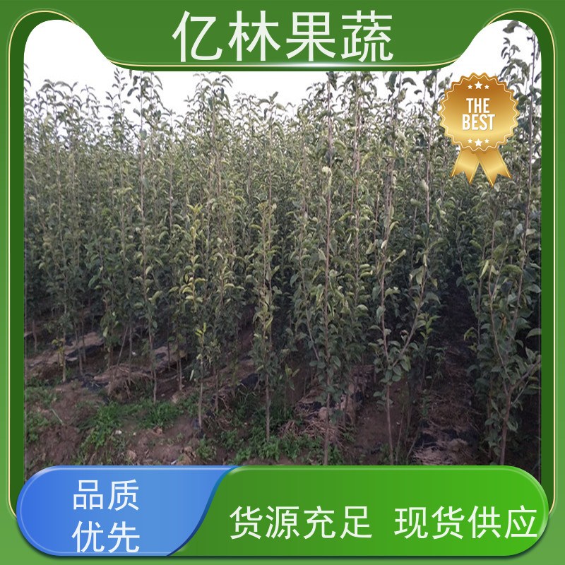 亿林苗木 桃树苗 三公分现挖现发 品种齐全 果实饱满味道好