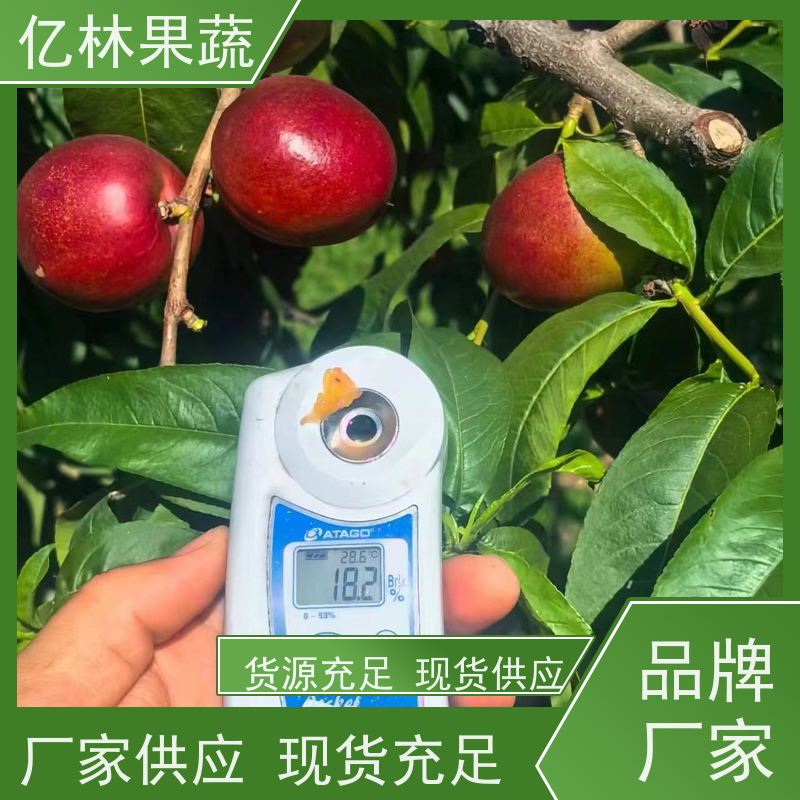 亿林苗木 成活率高 南北方种植 香酥梨果树 奥红梨树苗