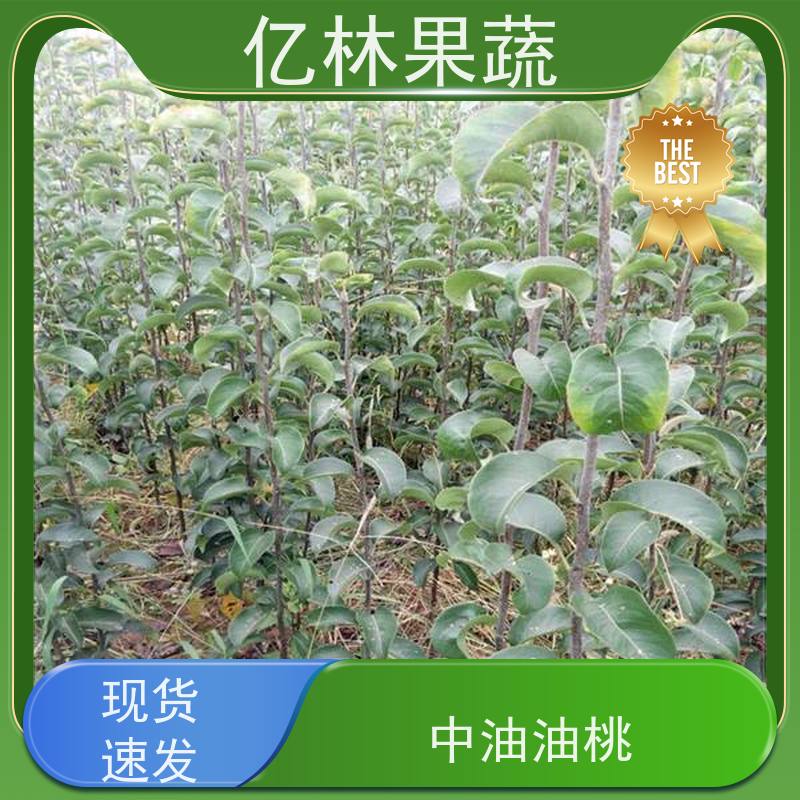 亿林苗木 中梨系列梨树苗 果实饱满味道好 新农酥梨 现挖现发
