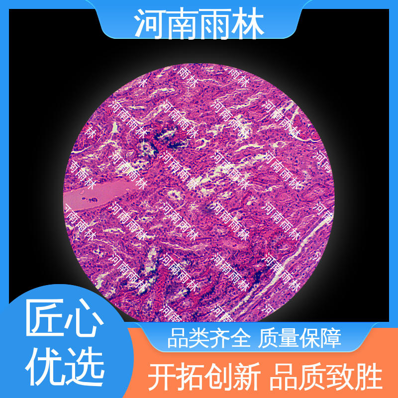 雨林教育工程 个性化定做 植物标本 可后期加工