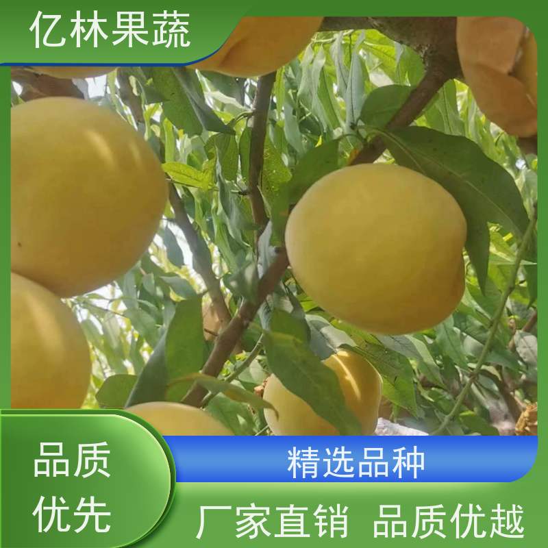 基地培育 园林嫁接桃苗 现挖现发 口感香甜 成活率高