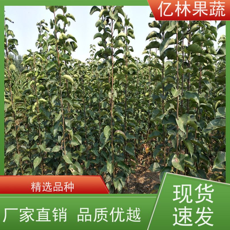 亿林苗木 黄桃苗 园林绿化果树苗 抗寒能力强 果实饱满味道好