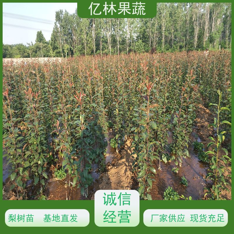 亿林苗木 嫁接梨树苗 基地培育 晚熟品种梨 口感脆甜
