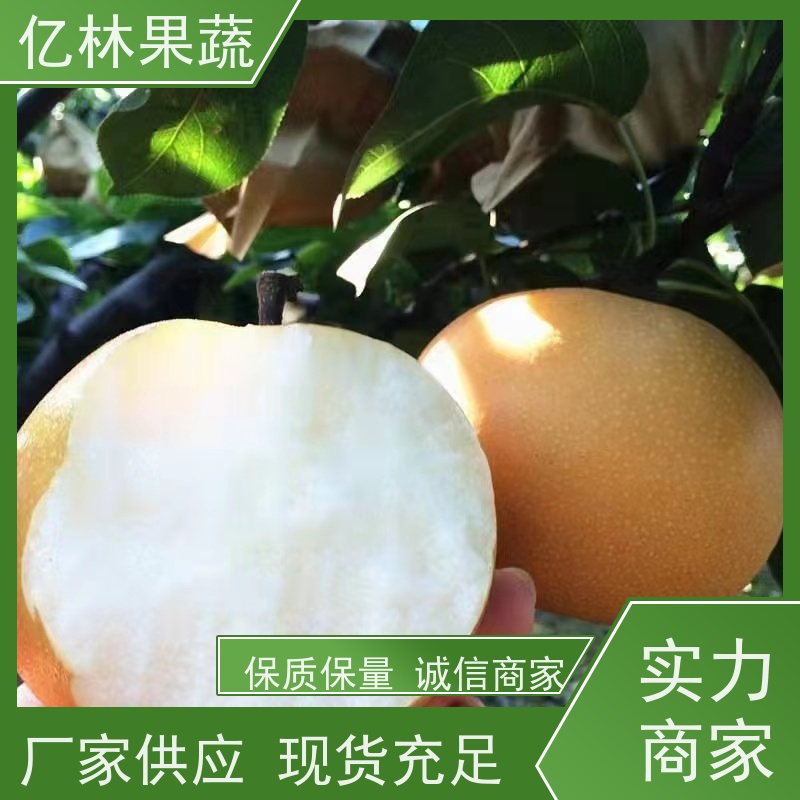 基地供应 园林嫁接桃苗 晚熟品种桃 口感脆甜 根系饱满成活率高
