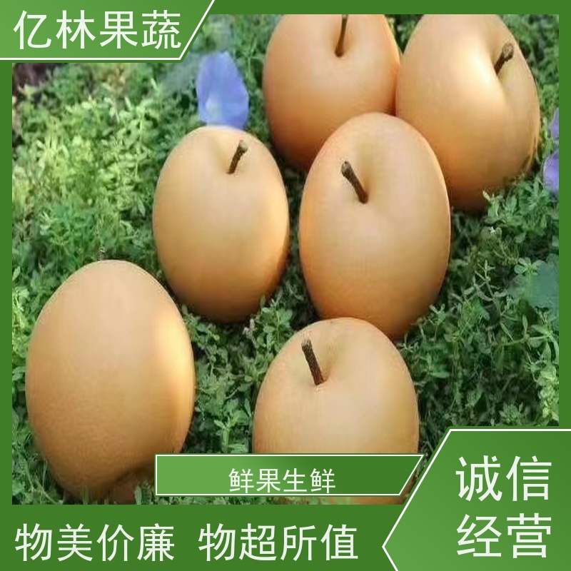 亿林苗木 秋彤桃 晚熟品种桃 口感脆甜 果实饱满味道好