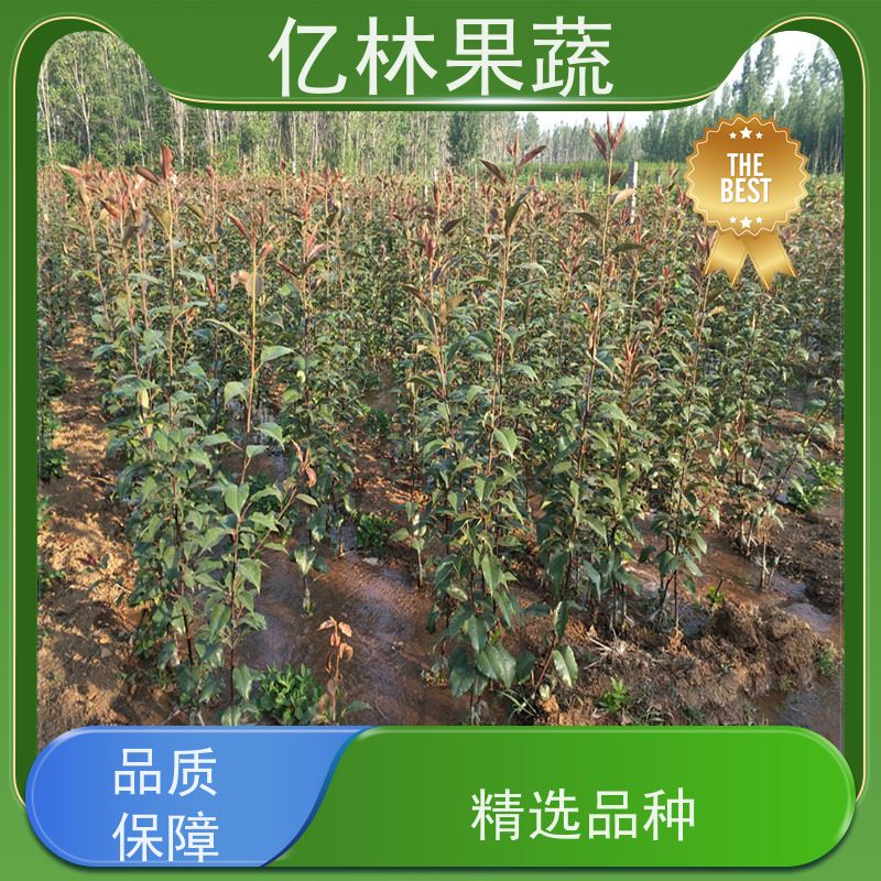 基地培育 油桃苗 南北方种植 桃树果树苗 果实饱满味道好