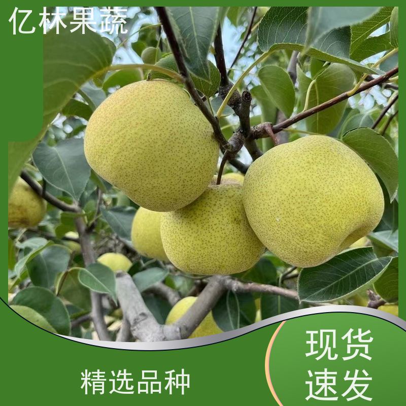 亿林苗木 成活率高 新农酥梨 现挖现发 玉露香梨树苗