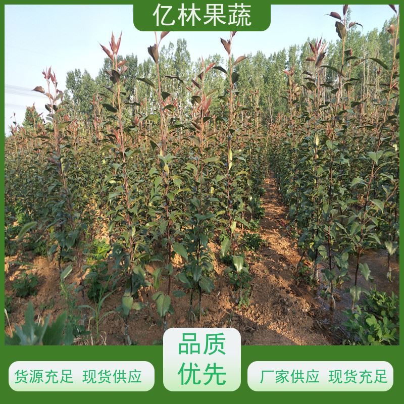基地供应 秋彤桃 新品种挑苗 香甜可口 成活率高