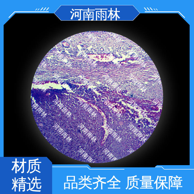 品质优良 实验标本 厂家销售 售后无忧 雨林教育工程 一对一定制
