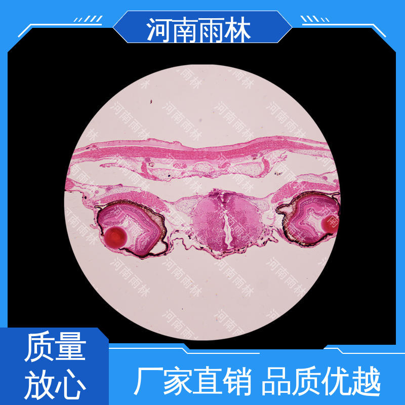 一对一 显微切片 个性化定做 品质优良 雨林教育工程